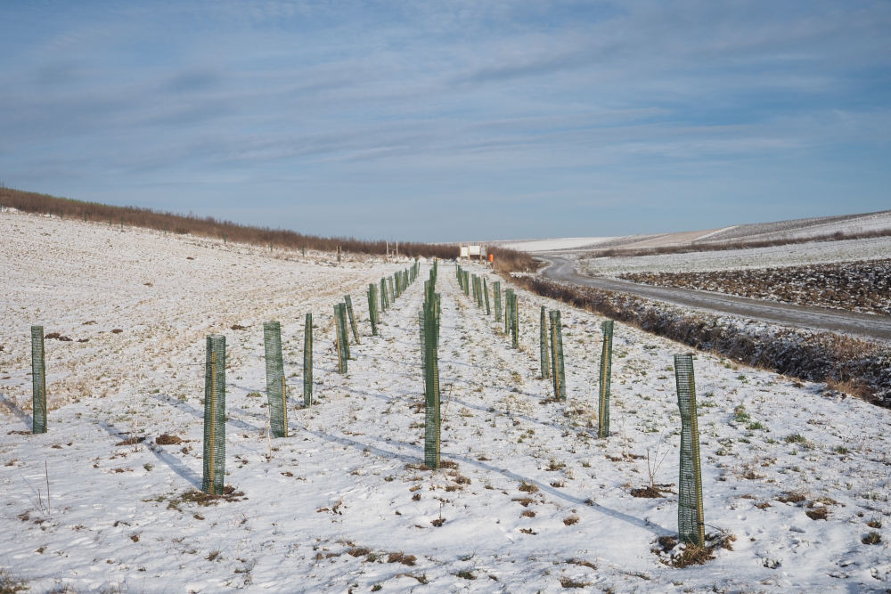 image from Bepflanzung Waldberg November 2025