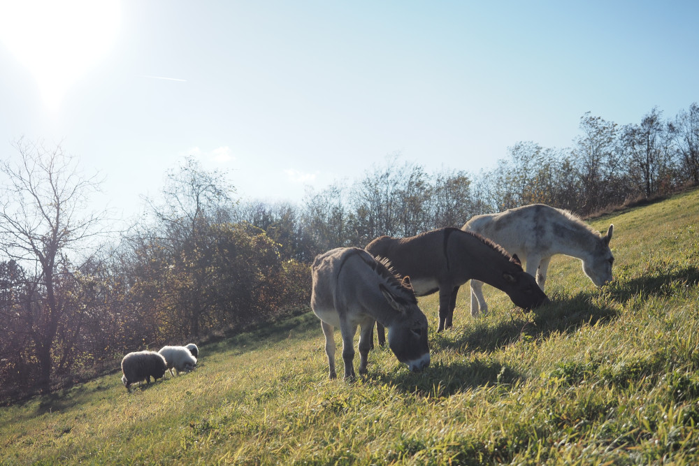 image from Ab ins Winterquartier – die Beweidung endet!