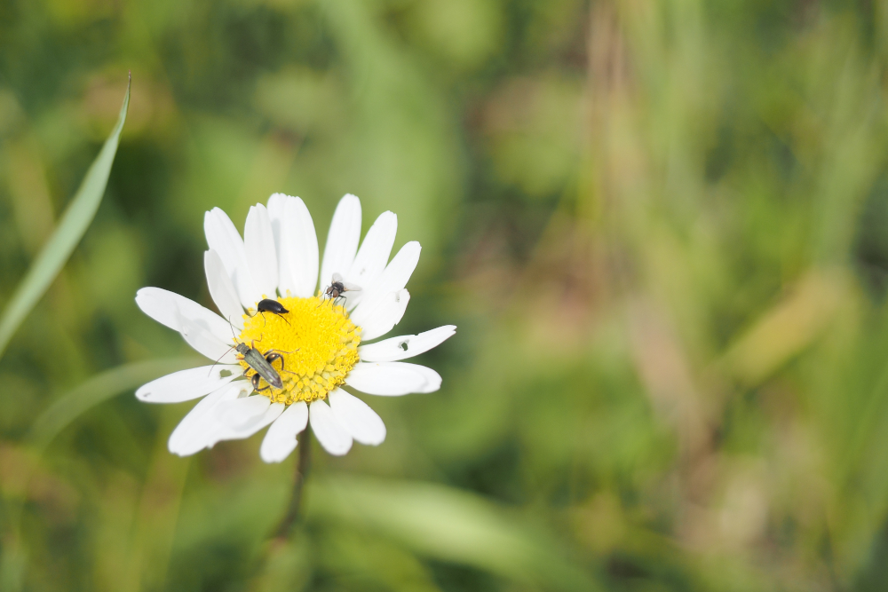 image from Am Gesundheitstag der Gemeinde Großrußbach