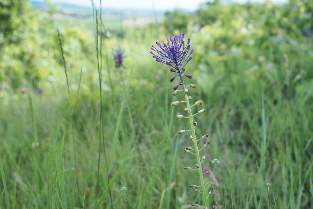 image from Kräuterwanderung Juni 2024